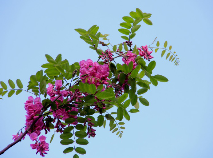 香花槐2.png