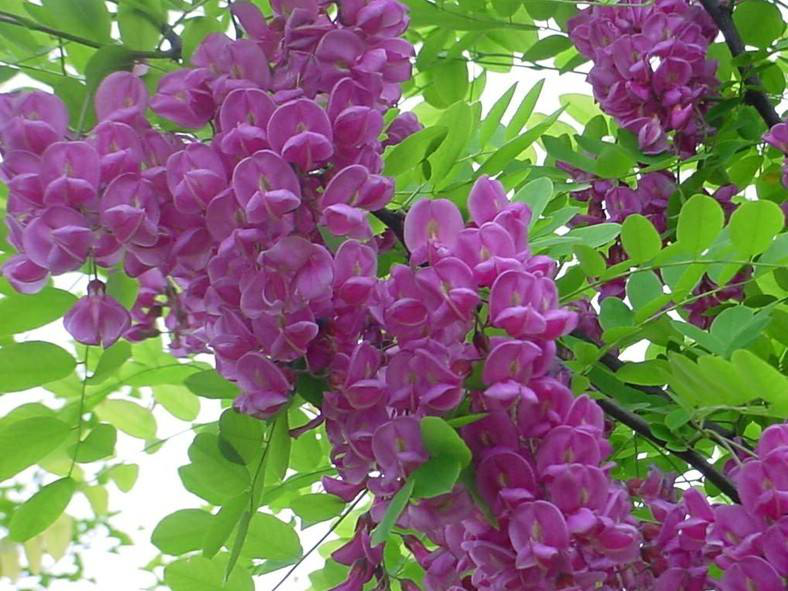 香花槐.png