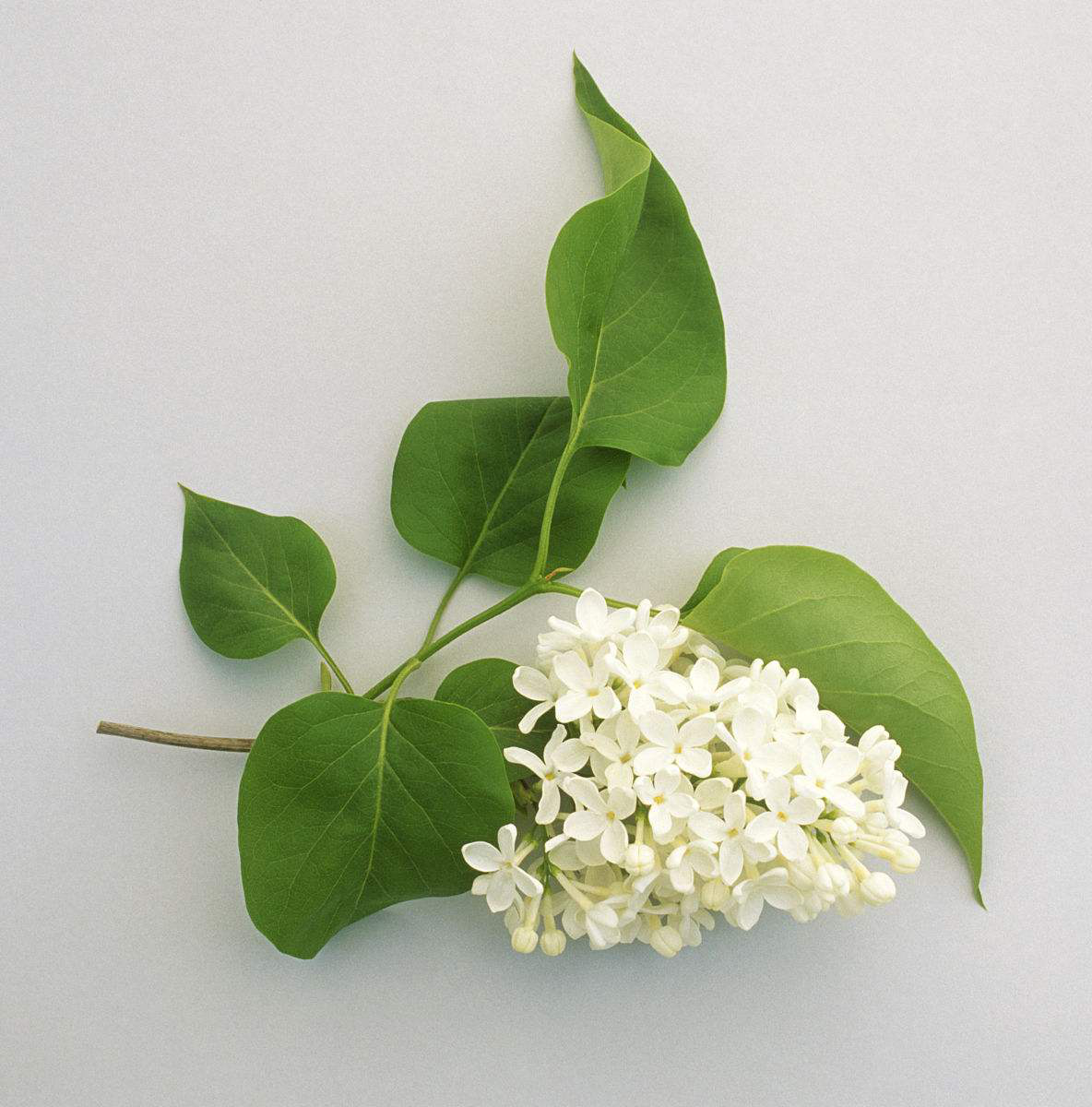 白丁香222.png